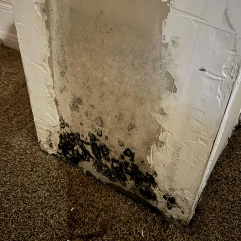 Professional Mold Removal in West Gate, FL